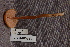  ( - TRTC156994)  @11 [ ] CreativeCommons - Attribution Non-Commercial Share-Alike (2010) Unspecified Royal Ontario Museum