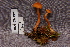  ( - TRTC157016)  @11 [ ] CreativeCommons - Attribution Non-Commercial Share-Alike (2010) Unspecified Royal Ontario Museum