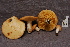 ( - TRTC157040)  @11 [ ] CreativeCommons - Attribution Non-Commercial Share-Alike (2010) Unspecified Royal Ontario Museum