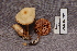  ( - TRTC157045)  @11 [ ] CreativeCommons - Attribution Non-Commercial Share-Alike (2010) Unspecified Royal Ontario Museum