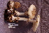  ( - TRTC156850)  @11 [ ] CreativeCommons - Attribution Non-Commercial Share-Alike (2010) Unspecified Royal Ontario Museum