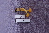  (Leotiaceae - TRTC156859)  @11 [ ] CreativeCommons - Attribution Non-Commercial Share-Alike (2010) Unspecified Royal Ontario Museum