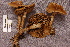  (Agrocybe erebia - TRTC156873)  @11 [ ] CreativeCommons - Attribution Non-Commercial Share-Alike (2010) Unspecified Royal Ontario Museum