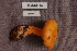  ( - TRTC156874)  @11 [ ] CreativeCommons - Attribution Non-Commercial Share-Alike (2010) Unspecified Royal Ontario Museum