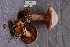  ( - TRTC156880)  @11 [ ] CreativeCommons - Attribution Non-Commercial Share-Alike (2010) Unspecified Royal Ontario Museum