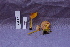  (Pluteus romellii - TRTC156830)  @11 [ ] CreativeCommons - Attribution Non-Commercial Share-Alike (2010) Unspecified Royal Ontario Museum