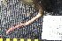  ( - NA097-004-01-A-BOL)  @11 [ ] CreativeCommons - Attribution Non-Commercial Share-Alike (2018) Tammy Norgard Ocean Exploration Trust, Northeast Pacific Seamount Expedition Partners