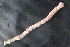  ( - NA097-096-01-A-BOL)  @11 [ ] CreativeCommons - Attribution Non-Commercial Share-Alike (2018) Tammy Norgard Ocean Exploration Trust, Northeast Pacific Seamount Expedition Partners
