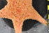  ( - NA097-172-01-A-BOL)  @11 [ ] CreativeCommons - Attribution Non-Commercial Share-Alike (2018) Tammy Norgard Ocean Exploration Trust, Northeast Pacific Seamount Expedition Partners