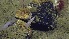  ( - NA097-155-04-A-BOL)  @11 [ ] CreativeCommons - Attribution Non-Commercial Share-Alike (2018) Tammy Norgard Ocean Exploration Trust, Northeast Pacific Seamount Expedition Partners