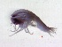  ( - IOS201839-030)  @11 [ ] CreativeCommons - Attribution Non-Commercial Share-Alike (2018) Kelly Young The Institute of Ocean Sciences - Fisheries and Oceans Canada