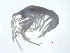  (Rhachotropis natator - IOS201839-118)  @11 [ ] CreativeCommons - Attribution Non-Commercial Share-Alike (2018) Kelly Young The Institute of Ocean Sciences - Fisheries and Oceans Canada