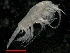  (Metridia longa - IOS2014011-025)  @11 [ ] CreativeCommons - Attribution Non-Commercial Share-Alike (2019) R. John Nelson Fisheries and Oceans Canada