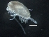  ( - IOS2014011-089)  @11 [ ] CreativeCommons - Attribution Non-Commercial Share-Alike (2019) R. John Nelson Fisheries and Oceans Canada