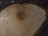  ( - IOS2015009-001)  @11 [ ] CreativeCommons - Attribution Non-Commercial Share-Alike (2019) R. John Nelson Fisheries and Oceans Canada