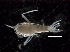 (Scina borealis - IOS2015020-003)  @11 [ ] CreativeCommons - Attribution Non-Commercial Share-Alike (2019) R. John Nelson Fisheries and Oceans Canada