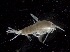  ( - IOS2015020-003)  @11 [ ] CreativeCommons - Attribution Non-Commercial Share-Alike (2019) R. John Nelson Fisheries and Oceans Canada