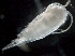  ( - IOS2017011-011)  @11 [ ] CreativeCommons - Attribution Non-Commercial Share-Alike (2019) R. John Nelson Fisheries and Oceans Canada