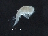  ( - IOS2017093-022)  @11 [ ] CreativeCommons - Attribution Non-Commercial Share-Alike (2019) R. John Nelson Fisheries and Oceans Canada