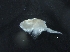  ( - IOS2017093-030)  @11 [ ] CreativeCommons - Attribution Non-Commercial Share-Alike (2019) R. John Nelson Fisheries and Oceans Canada