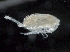  ( - IOS2017093-036)  @11 [ ] CreativeCommons - Attribution Non-Commercial Share-Alike (2019) R. John Nelson Fisheries and Oceans Canada