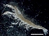  ( - IOS2018025-006)  @11 [ ] CreativeCommons - Attribution Non-Commercial Share-Alike (2019) R. John Nelson Fisheries and Oceans Canada
