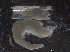  (Hymenodora frontalis - IOS2018026-017)  @11 [ ] CreativeCommons - Attribution Non-Commercial Share-Alike (2019) R. John Nelson Fisheries and Oceans Canada