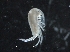  ( - IOS2018034-194)  @11 [ ] CreativeCommons - Attribution Non-Commercial Share-Alike (2019) R. John Nelson Fisheries and Oceans Canada