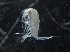  ( - IOS2018034-201)  @11 [ ] CreativeCommons - Attribution Non-Commercial Share-Alike (2019) R. John Nelson Fisheries and Oceans Canada