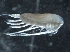 ( - IOS2018034-249)  @11 [ ] CreativeCommons - Attribution Non-Commercial Share-Alike (2019) R. John Nelson Fisheries and Oceans Canada