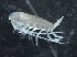  ( - IOS2018034-256)  @11 [ ] CreativeCommons - Attribution Non-Commercial Share-Alike (2019) R. John Nelson Fisheries and Oceans Canada