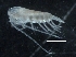  (Calanus marshallae - IOS2018034-299)  @11 [ ] CreativeCommons - Attribution Non-Commercial Share-Alike (2019) R. John Nelson Fisheries and Oceans Canada