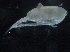 ( - IOS2018034-332)  @11 [ ] CreativeCommons - Attribution Non-Commercial Share-Alike (2019) R. John Nelson Fisheries and Oceans Canada