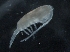  ( - IOS2018034-341)  @11 [ ] CreativeCommons - Attribution Non-Commercial Share-Alike (2019) R. John Nelson Fisheries and Oceans Canada