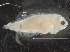  ( - IOS2018034-581)  @11 [ ] CreativeCommons - Attribution Non-Commercial Share-Alike (2019) R. John Nelson Fisheries and Oceans Canada
