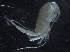  ( - IOS2018040-049)  @11 [ ] CreativeCommons - Attribution Non-Commercial Share-Alike (2019) R. John Nelson Fisheries and Oceans Canada