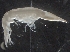  (Streetsia challengeri - IOS2018040-061)  @11 [ ] CreativeCommons - Attribution Non-Commercial Share-Alike (2019) R. John Nelson Fisheries and Oceans Canada