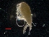  (Gaetanus kruppii - IOS201834-016)  @11 [ ] CreativeCommons - Attribution Non-Commercial Share-Alike (2018) Moira Galbraith Fisheries and Oceans Canada