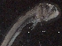  ( - IOS2019005-030)  @11 [ ] CreativeCommons - Attribution Non-Commercial Share-Alike (2019) R. John Nelson Fisheries and Oceans Canada