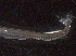  ( - IOS2019005-030)  @11 [ ] CreativeCommons - Attribution Non-Commercial Share-Alike (2019) R. John Nelson Fisheries and Oceans Canada