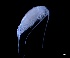  (Lucicutia wolfendeni - IOS2019005-044)  @11 [ ] CC - Attribution Non-Commercial Share-Alike (2024) Julian Smith DFO
