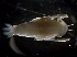 (Primno brevidens - IOS2019008-036)  @11 [ ] CreativeCommons - Attribution Non-Commercial Share-Alike (2019) R. John Nelson Fisheries and Oceans Canada