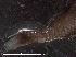  ( - IOS2019014-001)  @11 [ ] CreativeCommons - Attribution Non-Commercial Share-Alike (2019) R. John Nelson Fisheries and Oceans Canada