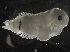  ( - IOS2019023-004)  @11 [ ] CreativeCommons - Attribution Non-Commercial Share-Alike (2019) R. John Nelson Fisheries and Oceans Canada