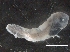  ( - IOS2019023-005)  @11 [ ] CreativeCommons - Attribution Non-Commercial Share-Alike (2019) R. John Nelson Fisheries and Oceans Canada