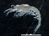 ( - IOS2019044-058)  @11 [ ] CreativeCommons - Attribution Non-Commercial Share-Alike (2019) R. John Nelson Fisheries and Oceans Canada
