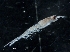  ( - IOS2019044-059)  @11 [ ] CreativeCommons - Attribution Non-Commercial Share-Alike (2019) R. John Nelson Fisheries and Oceans Canada