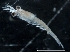  ( - IOS2019044-060)  @11 [ ] CreativeCommons - Attribution Non-Commercial Share-Alike (2019) R. John Nelson Fisheries and Oceans Canada