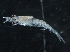  ( - IOS2019044-066)  @11 [ ] CreativeCommons - Attribution Non-Commercial Share-Alike (2019) R. John Nelson Fisheries and Oceans Canada