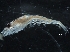  ( - IOS2019044-070)  @11 [ ] CreativeCommons - Attribution Non-Commercial Share-Alike (2019) R. John Nelson Fisheries and Oceans Canada